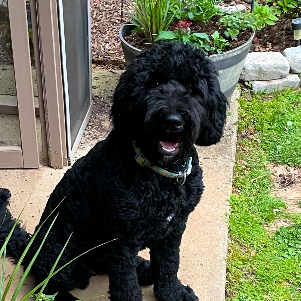 Meet your Posher, Morgan
